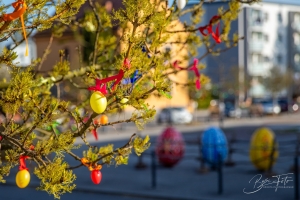 IMG_8856