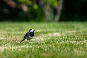 IMG_9613-007