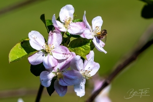IMG_9625-006