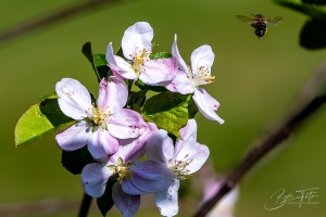 IMG_9627-005