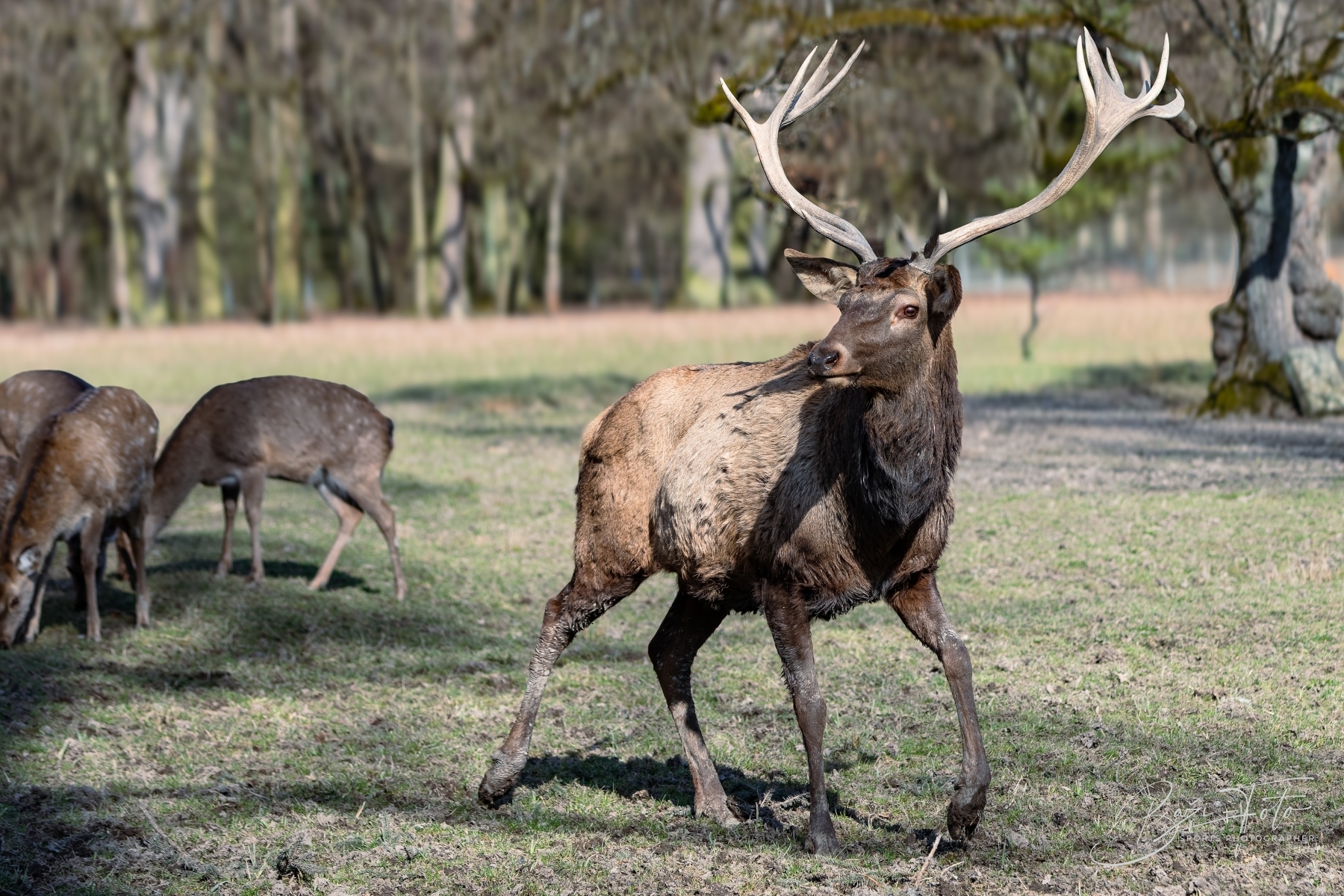 Zámecký park Častolovice na jaře. Fotografování zvířat v zámecké oboře